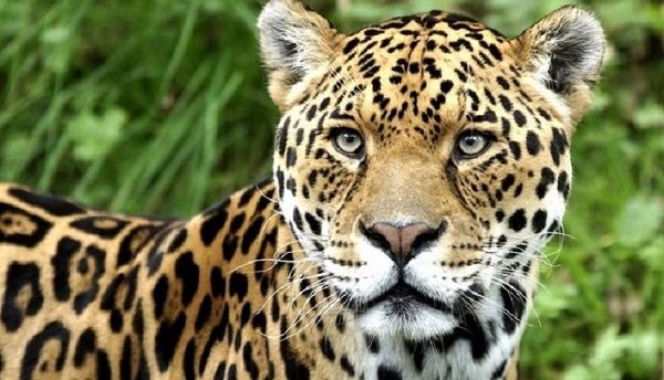 Dartmoor Zoo 600x344 - Active and Outdoors