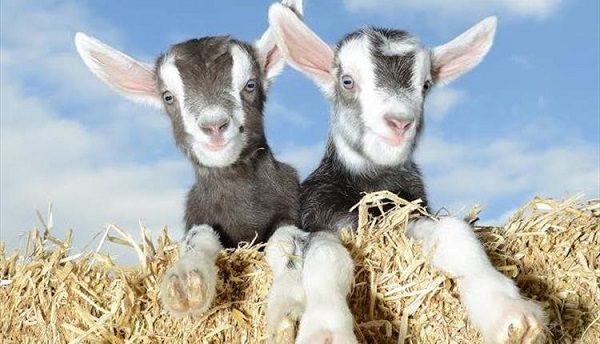 Pennywell Farm 600x344 - Must See Icons