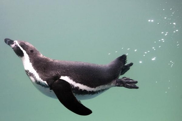 Snorkelling Seals 600x400 - Active and Outdoors