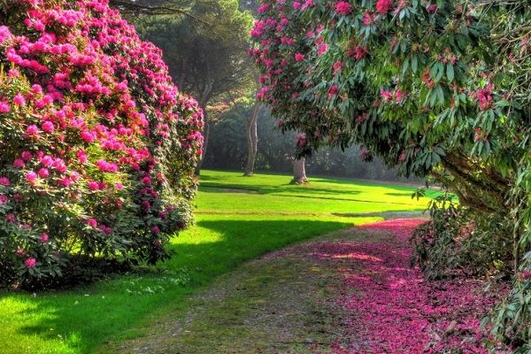 Tregothnan 600x400 - Luxury Experiences